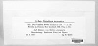 Ochropsora ariae image